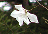 たむしば Magnolia salicifolia