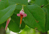 あくしば Vaccinium japonicum
