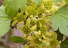やぶさんざし Ribes fasciculatum