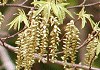 くましで Carpinus japonica