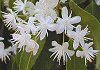 はいのき Symplocos myrtacea