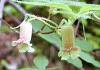 うすぎようらく Menziesia ciliicalyx