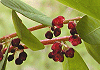 こばんのき Menziesia ciliicalyx