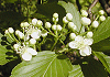あずきなし Sorbus alnifolia