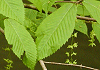 ちどりのき Acer carpinifolium