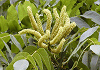 のぐるみ Platycarya strobilacea