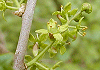 こくさぎ Orixa japonica