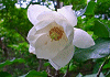 おおやまれんげ Magnolia sieboldii