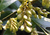 いずせんりょう Maesa japonica