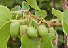 さるなし Actinidia arguta