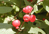 ひょうたんぼく Lonicera morrowii