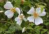 てりはのいばら Rosa wichuraiana