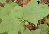はすのはいちご Rubus peltatus