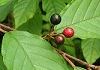 いそのき Rhamnus crenata