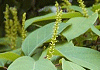 しらき Sapium japonicum