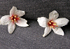 おがたまのき Michelia compressa