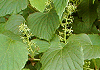 さんかくづる Vitis flexuosa