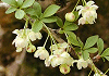 めぎ Berberis thunbergii