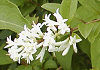 みやまいぼた Ligustrum tuchonoskii