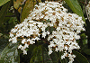 はくさんぼく Viburnum japonicum