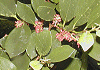 いすのき Distylium racemosun