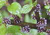 いわがね Villebrunea frutescens