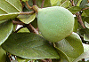 おおいたび Ficus pumila