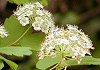 いわがさ Spiraea blumei