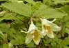 きばなうつぎ Weigela maximowiczii