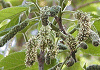 かじのき Broussonetia papyrifera