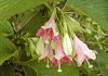 にしきうつぎ Weigela decora