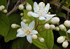 まるばうつぎ Deutzia scabra