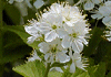 みやまざくら Prunus maximowiczii