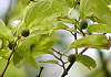 えのき Celtis sinensis