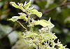 えのき Celtis sinensis