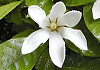 くちなし Gardenia jasminoides