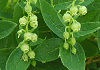 はなひりのき Leucothoe grayana