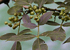 ふゆざんしょう Zanthoxylum planispinum