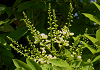 えんじゅ Sophora japonica