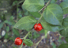ありどうし Damnacanthus indicus