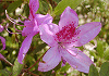 もちつつじ Rhododendron macrosepalum