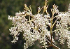 やまとあおだも Fraxinus longicuspis