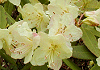 ひかげつつじ Rhododendron keiskei