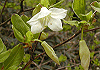 ごようつつじ Rhododendron quinquefolium