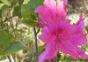 じんぐうつつじ Rhododendron sanctum