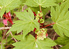 なんごくみねかえで Acer tschonoskii var.australe