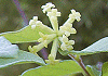 がんぴ Wikstroemia sikokiana