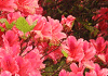 おんつつじ Rhododendron weyrichii