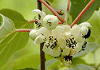 さるなし Actinidia arguta