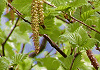 だけかんば Betula ermanii